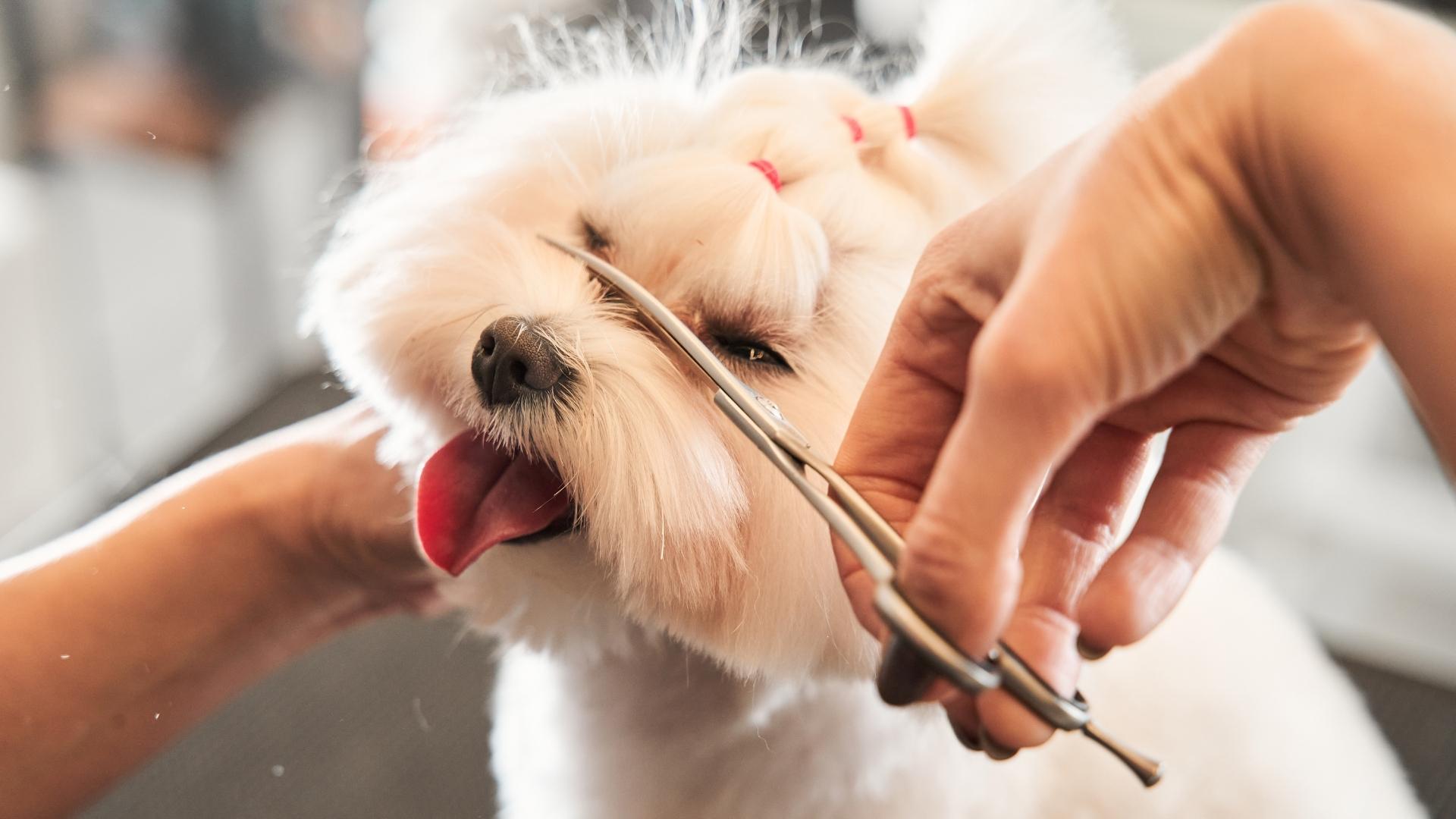 Corte de pelo