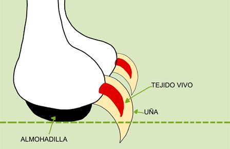 Corte y limado de uña